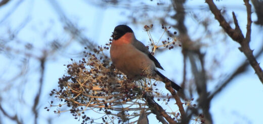 ウソハリギリの実を食すメイン