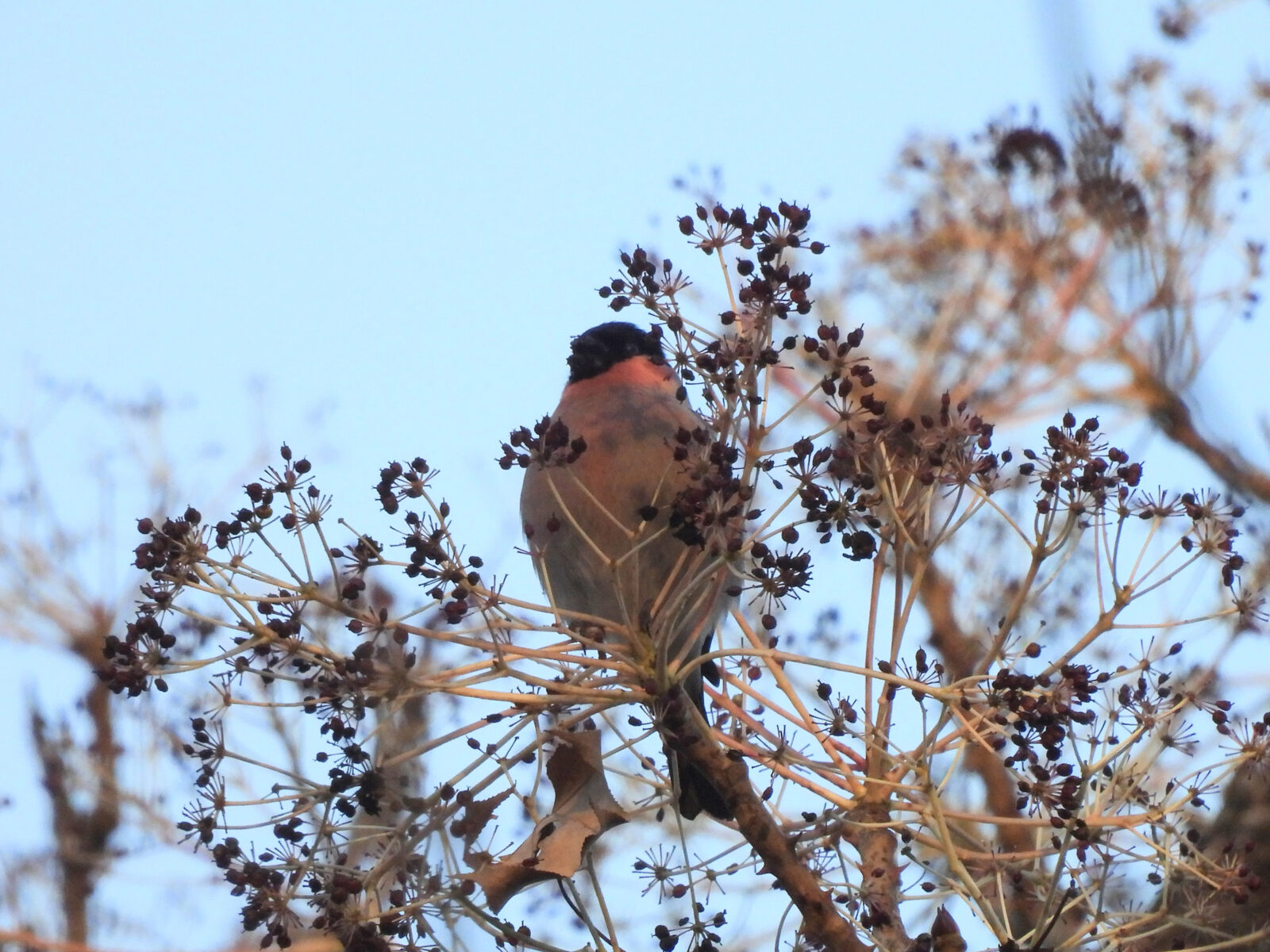 ウソハリギリの実を食すアイキャッチ