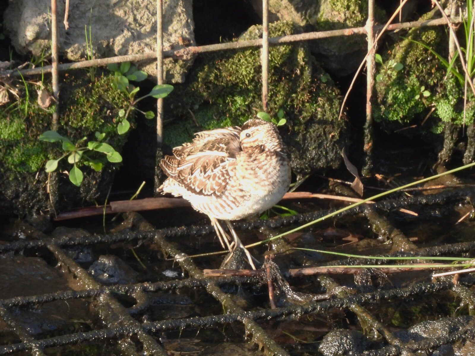 タシギおやすみ