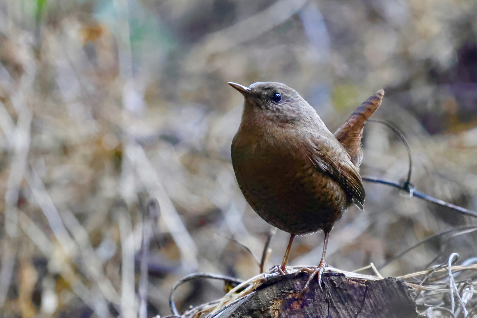 ミソサザイ尾羽を立てる