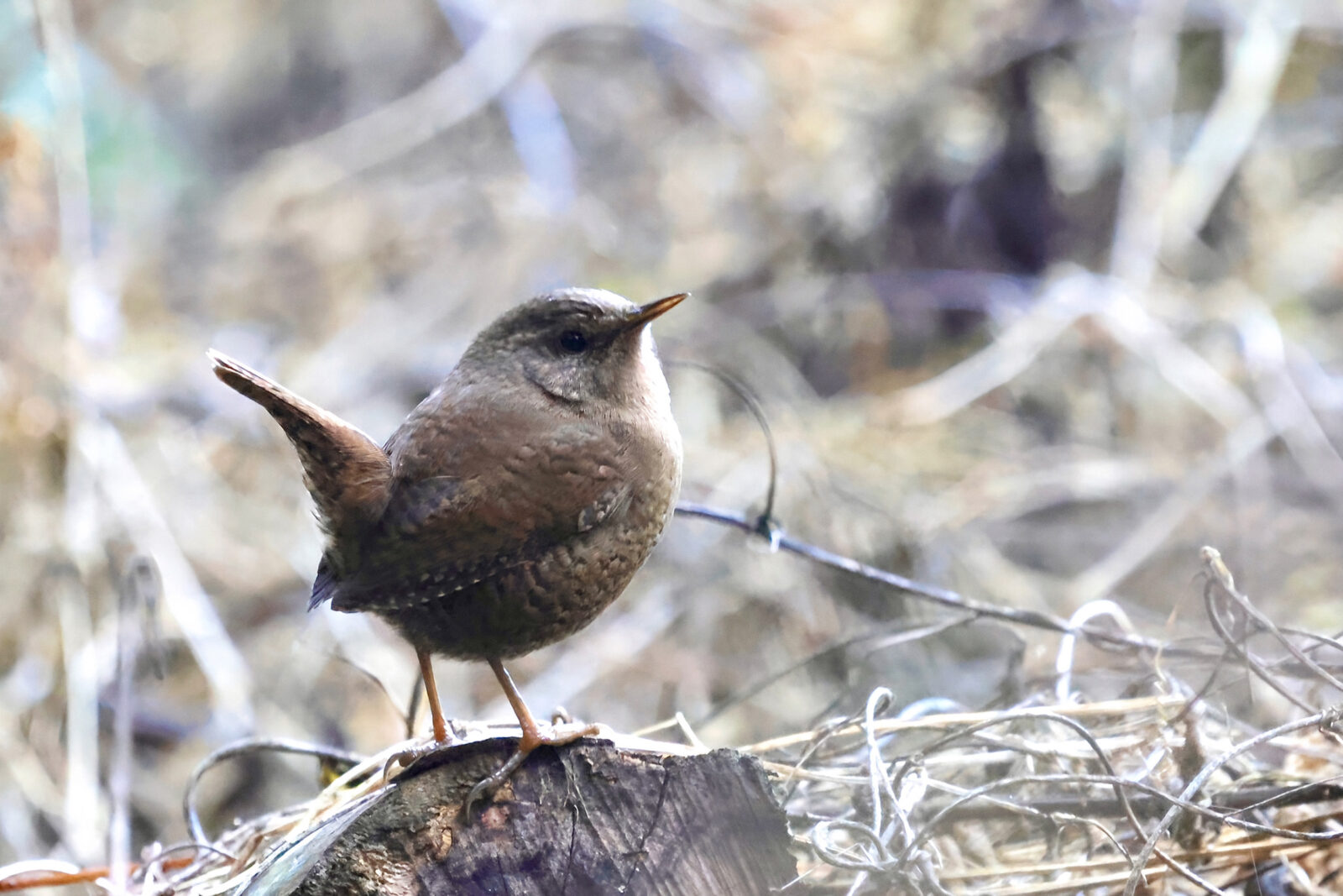 ミソサザイ尾羽を立てる