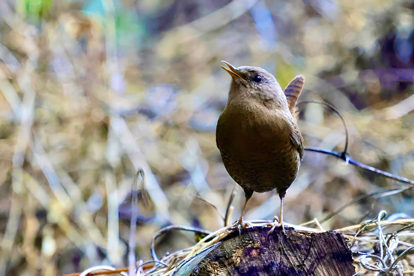 ミソサザイ尾羽を立てる