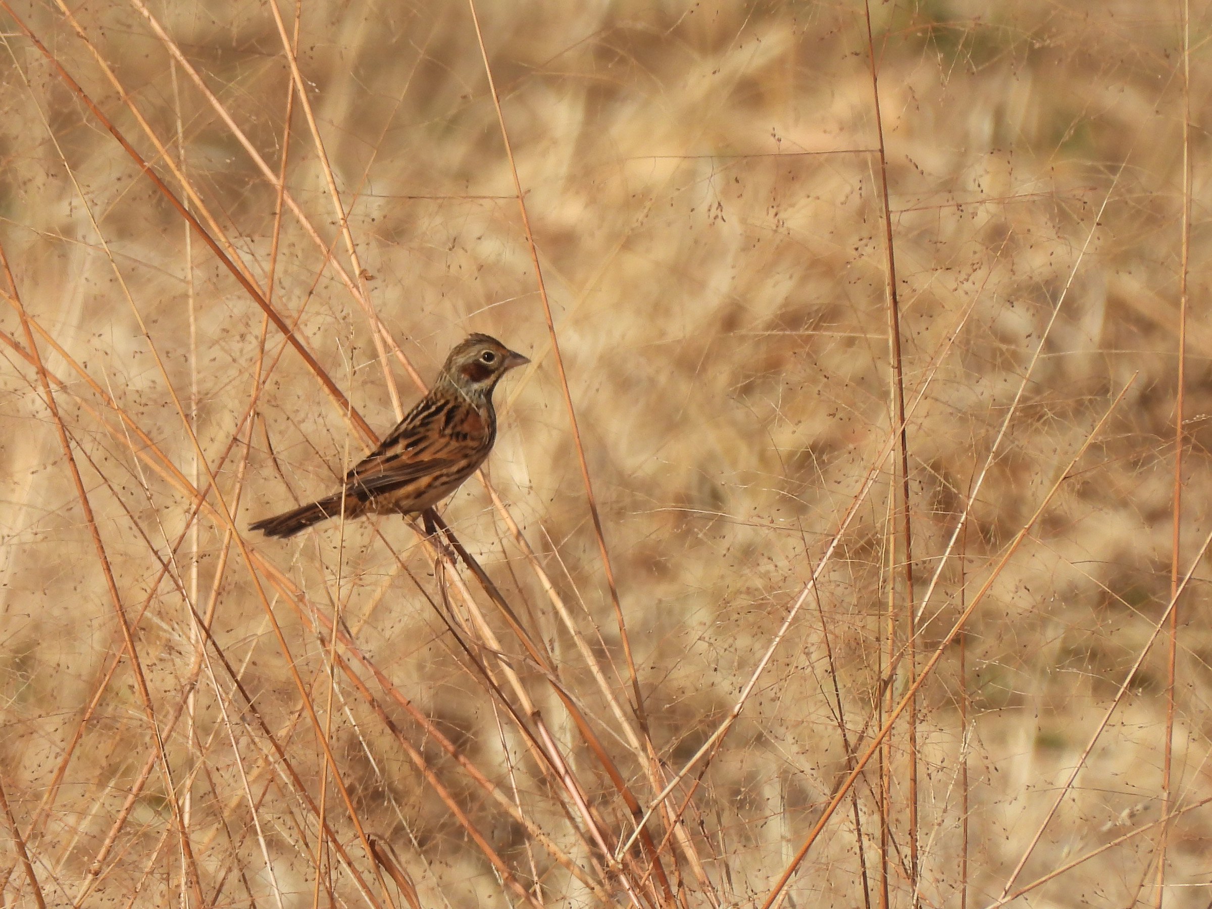 ホオアカアイキャッチ