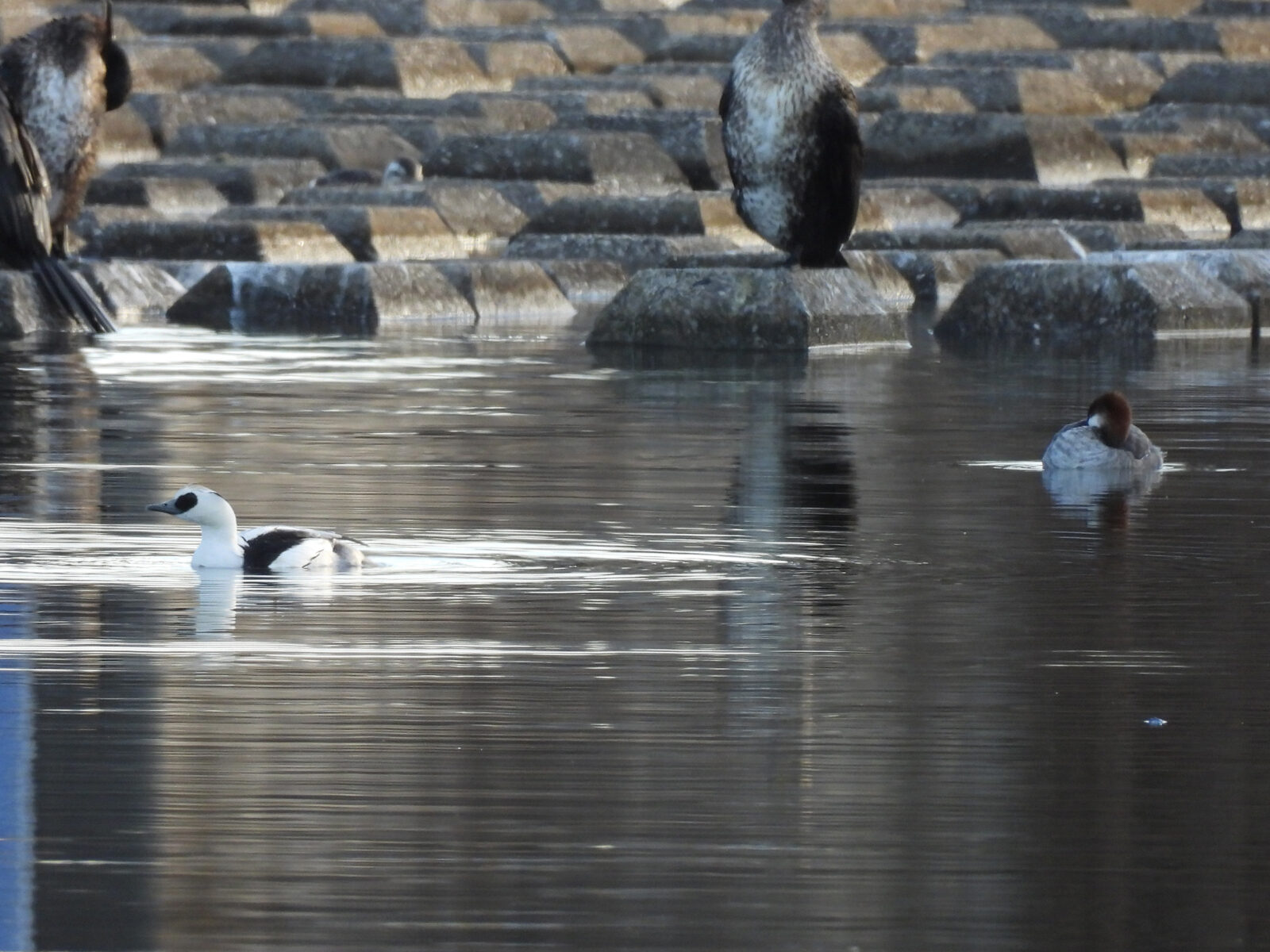 ミコアイサ雌雄