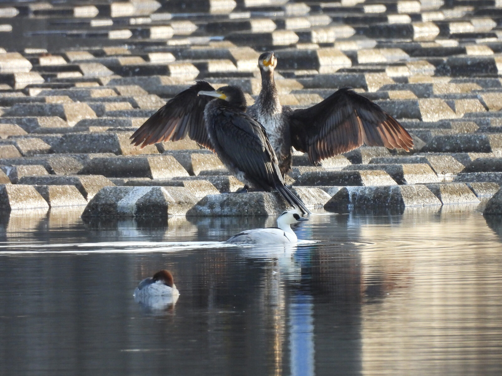 カワウをバックにミコアイサ雌雄