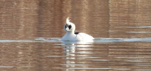 ミコアイサ雄アイキャッチ