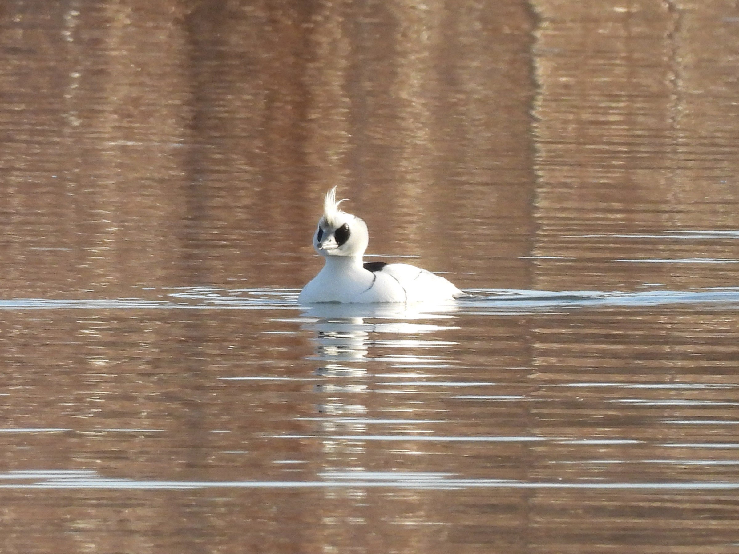 ミコアイサ雄アイキャッチ