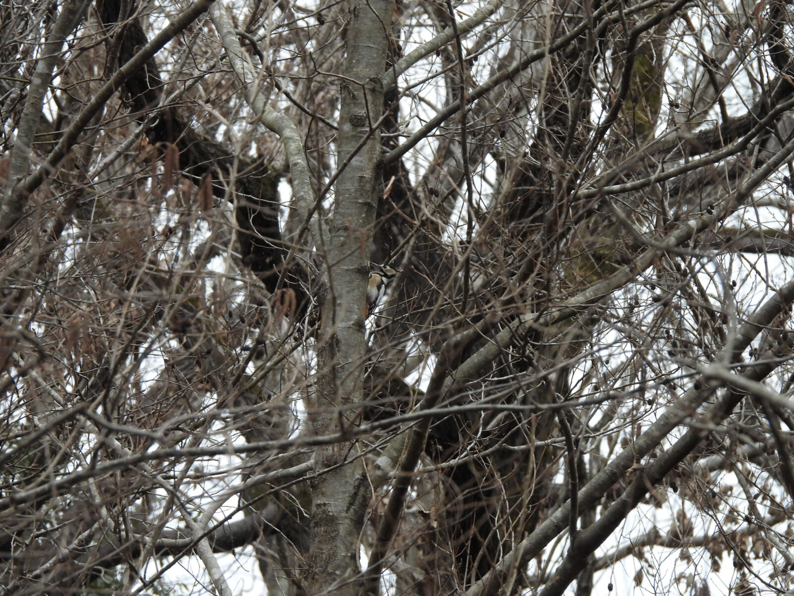 アカゲラノートリミング