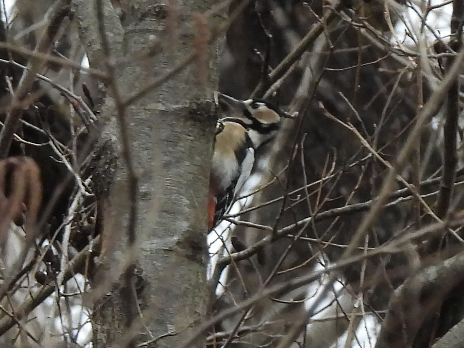 アカゲラトリミングアップ