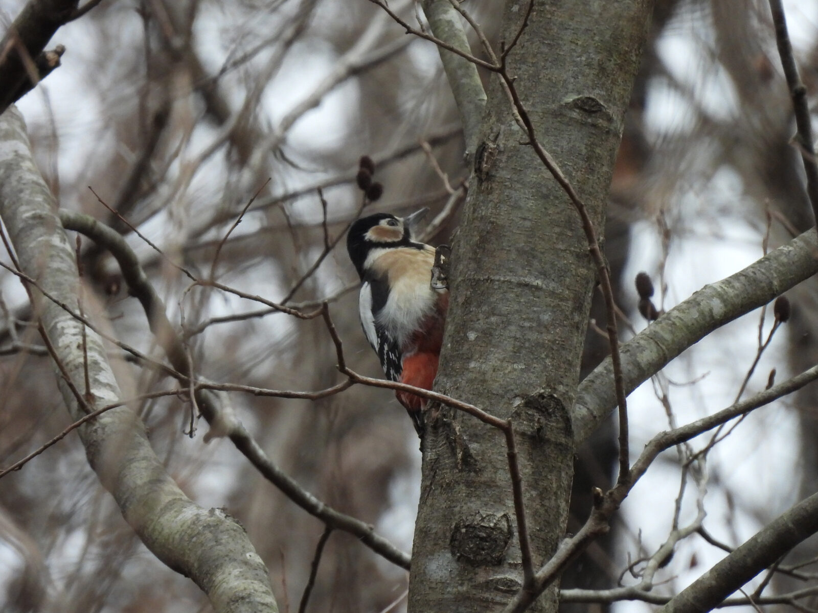 アカゲラアイキャッチ