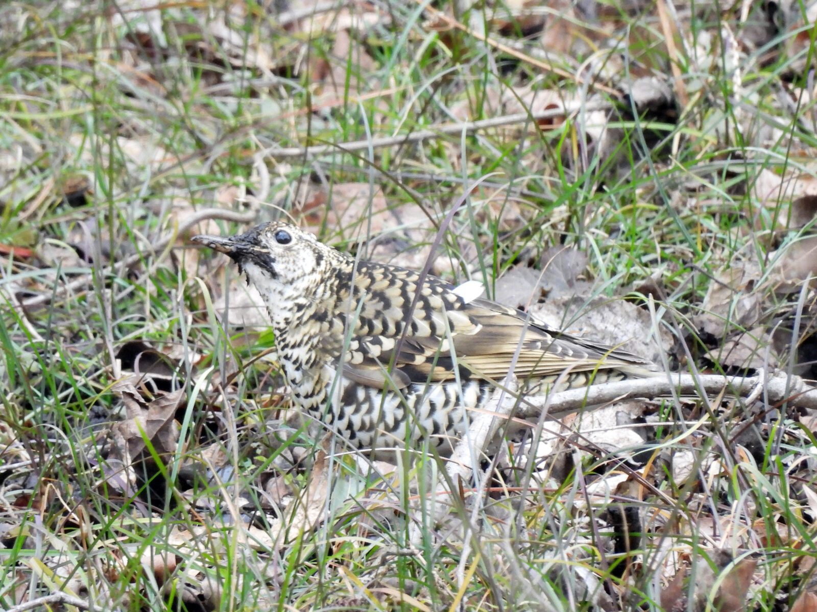 トラツグミ上を見る