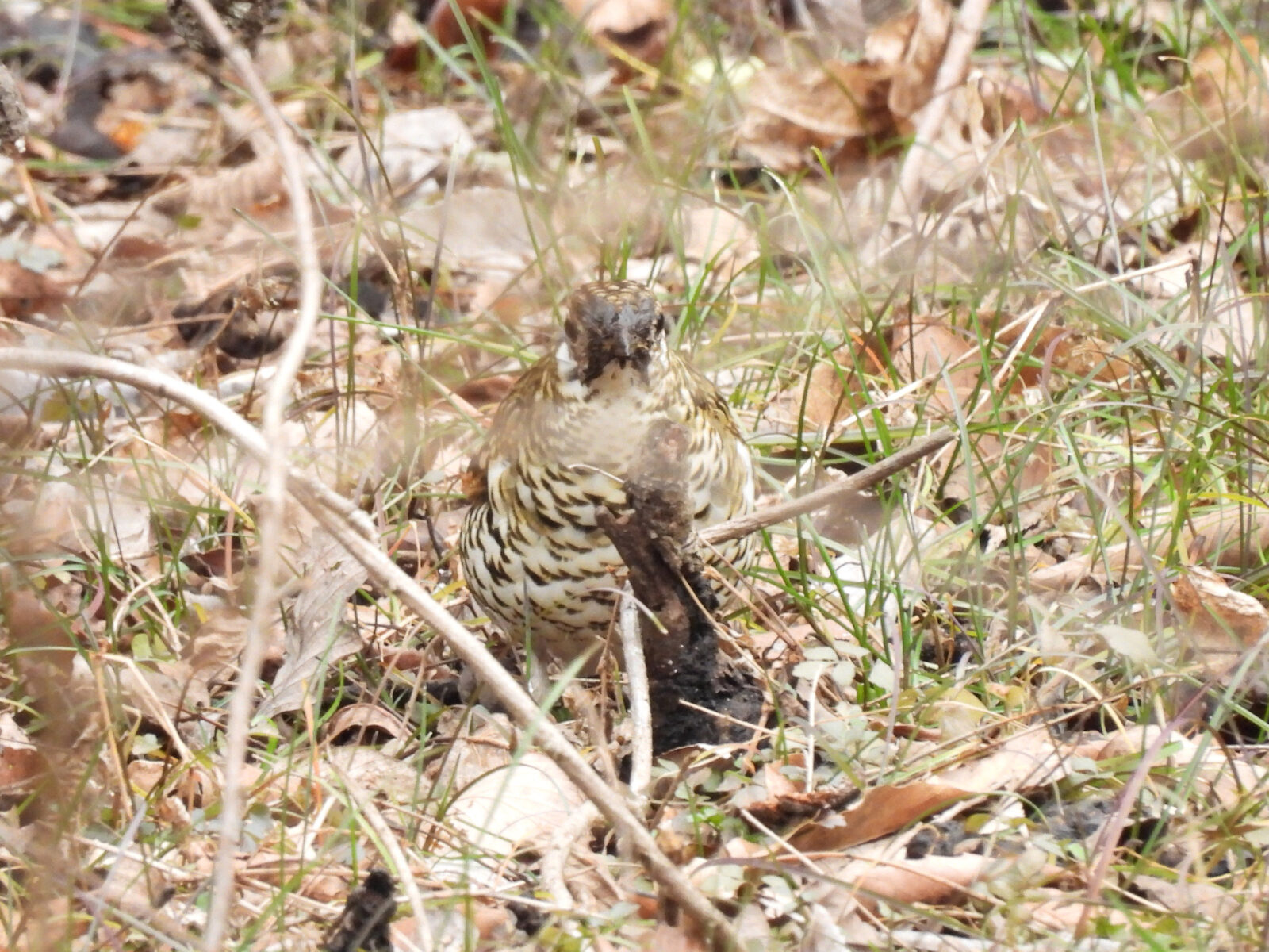 トラツグミ正面