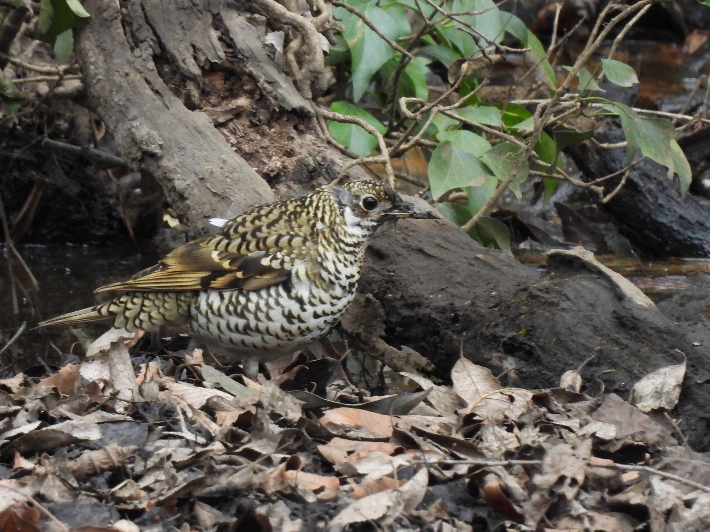 トラツグミメイン