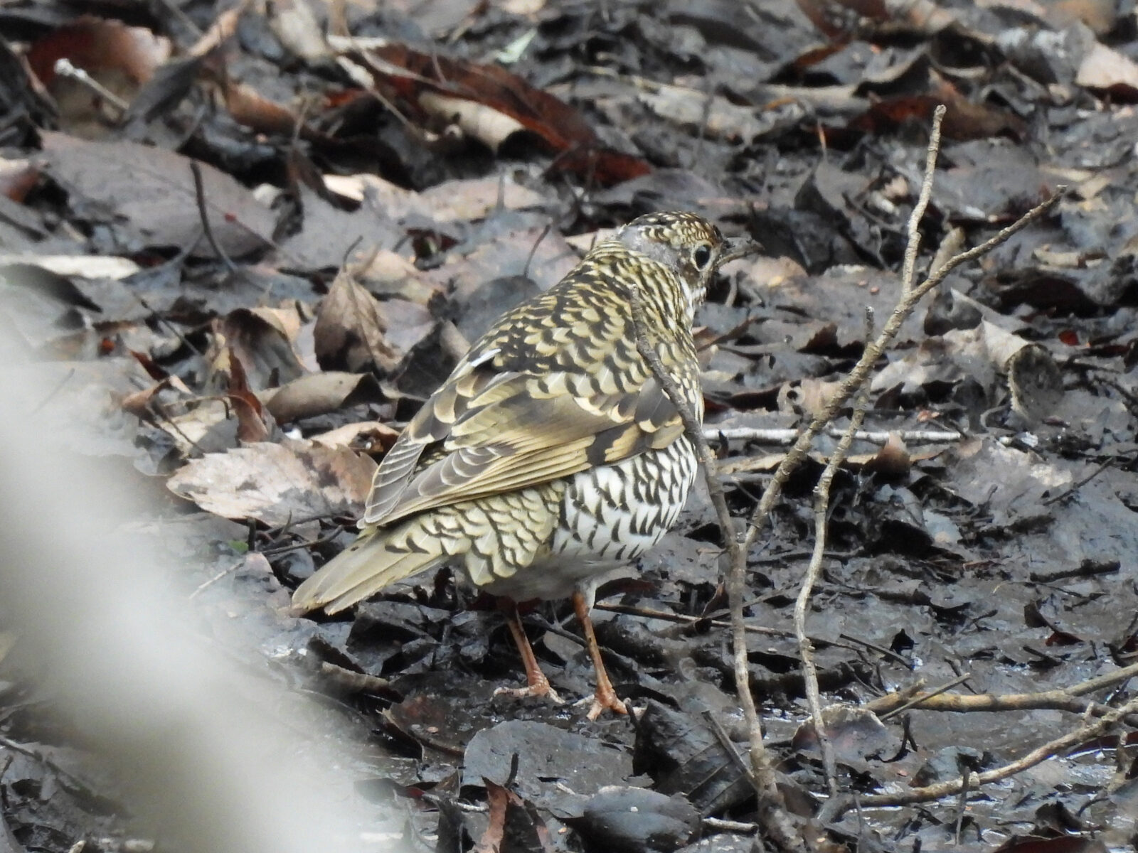 トラツグミ斜め後ろ