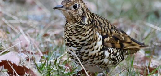 トラツグミメイン