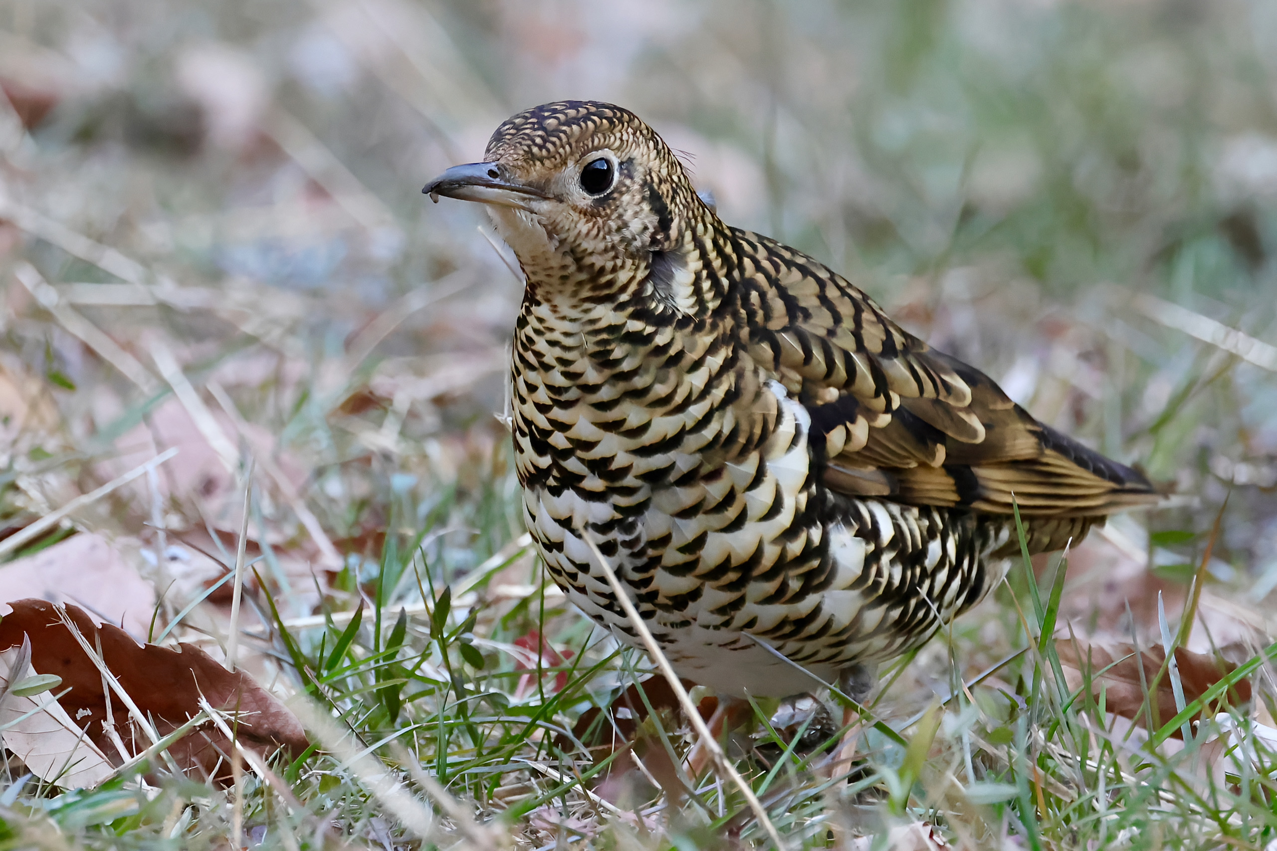 トラツグミメイン
