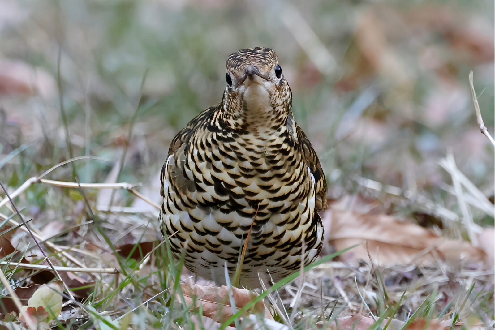 トラツグミアップ