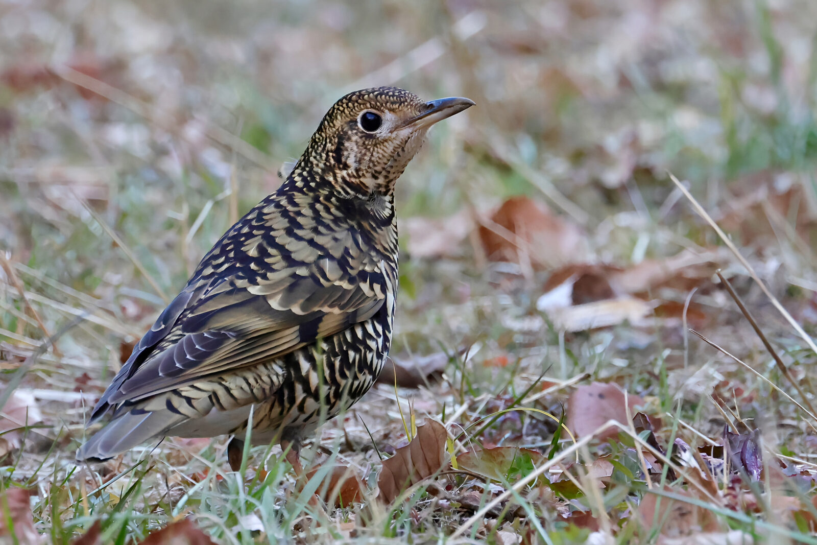 トラツグミ右向き