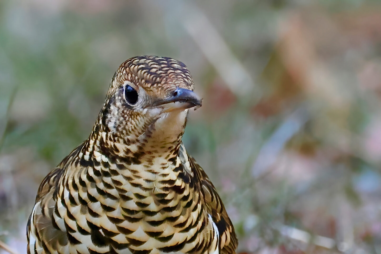 トラツグミアップ