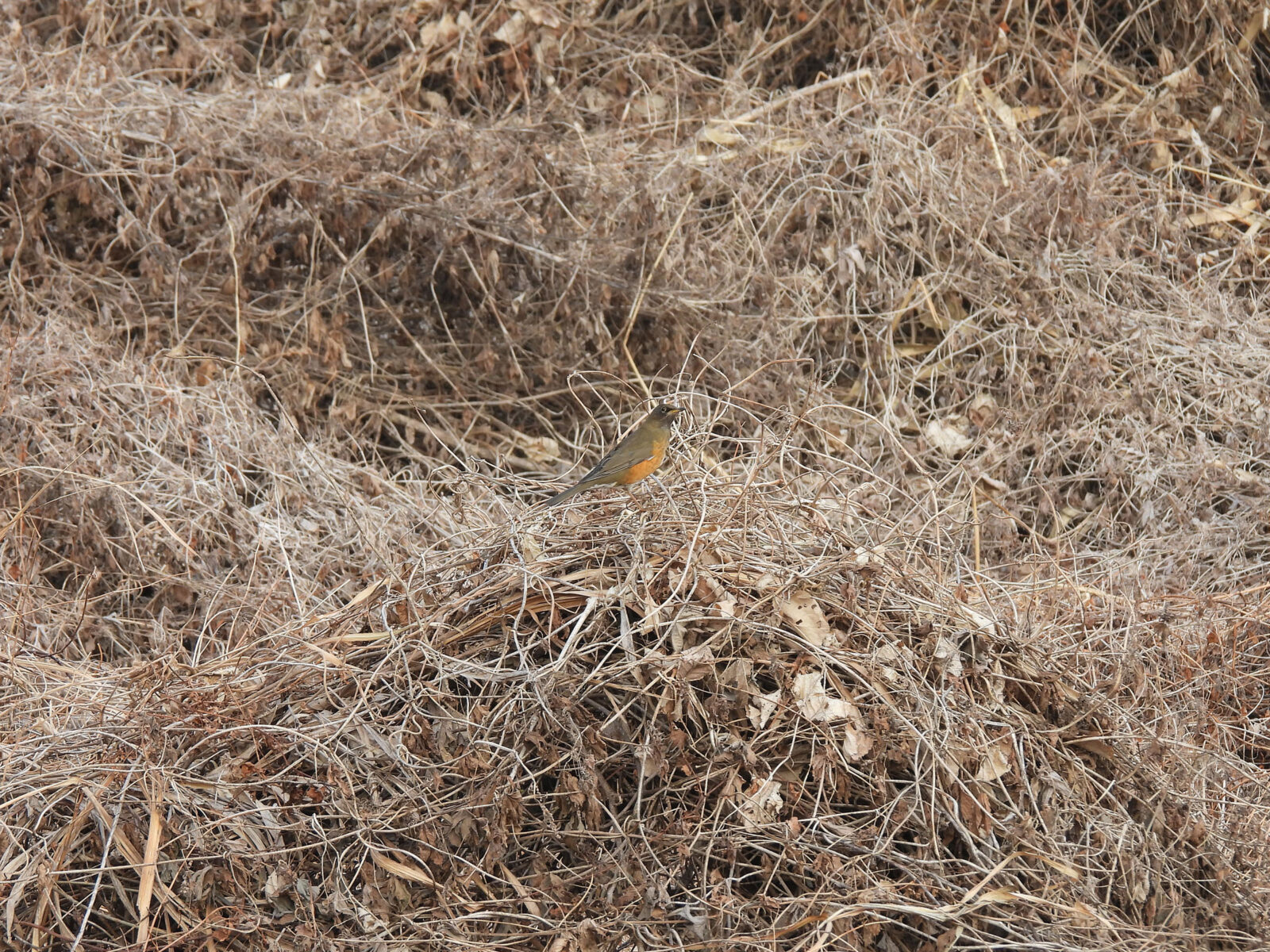 アカハラ現れる！