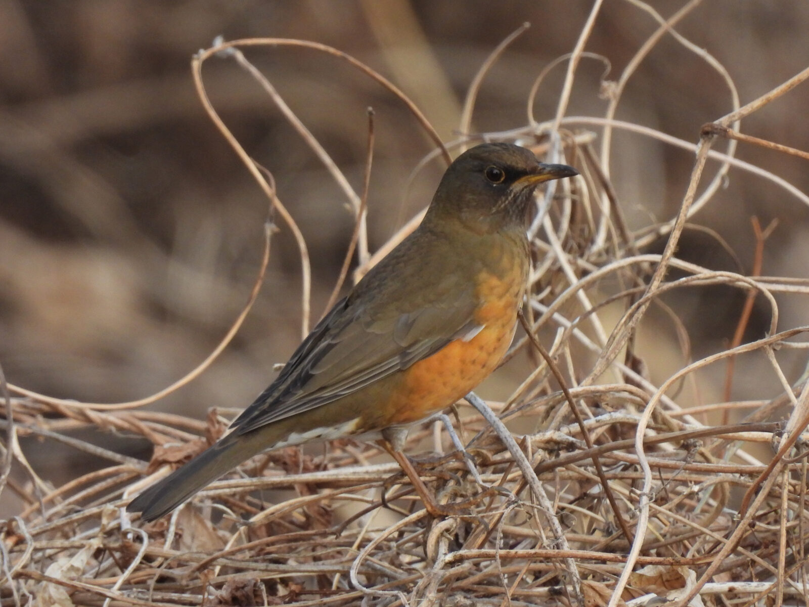 アカハラアップ