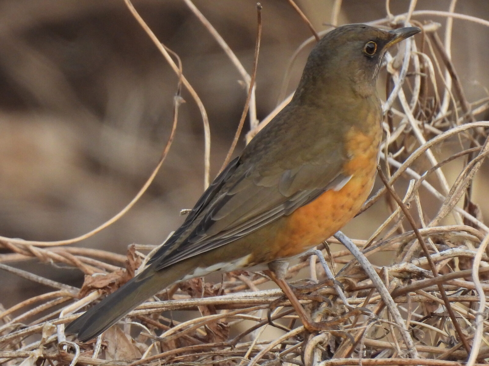 アカハラアップ