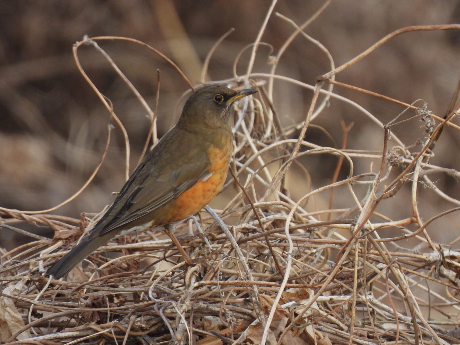 アカハラアイキャッチ