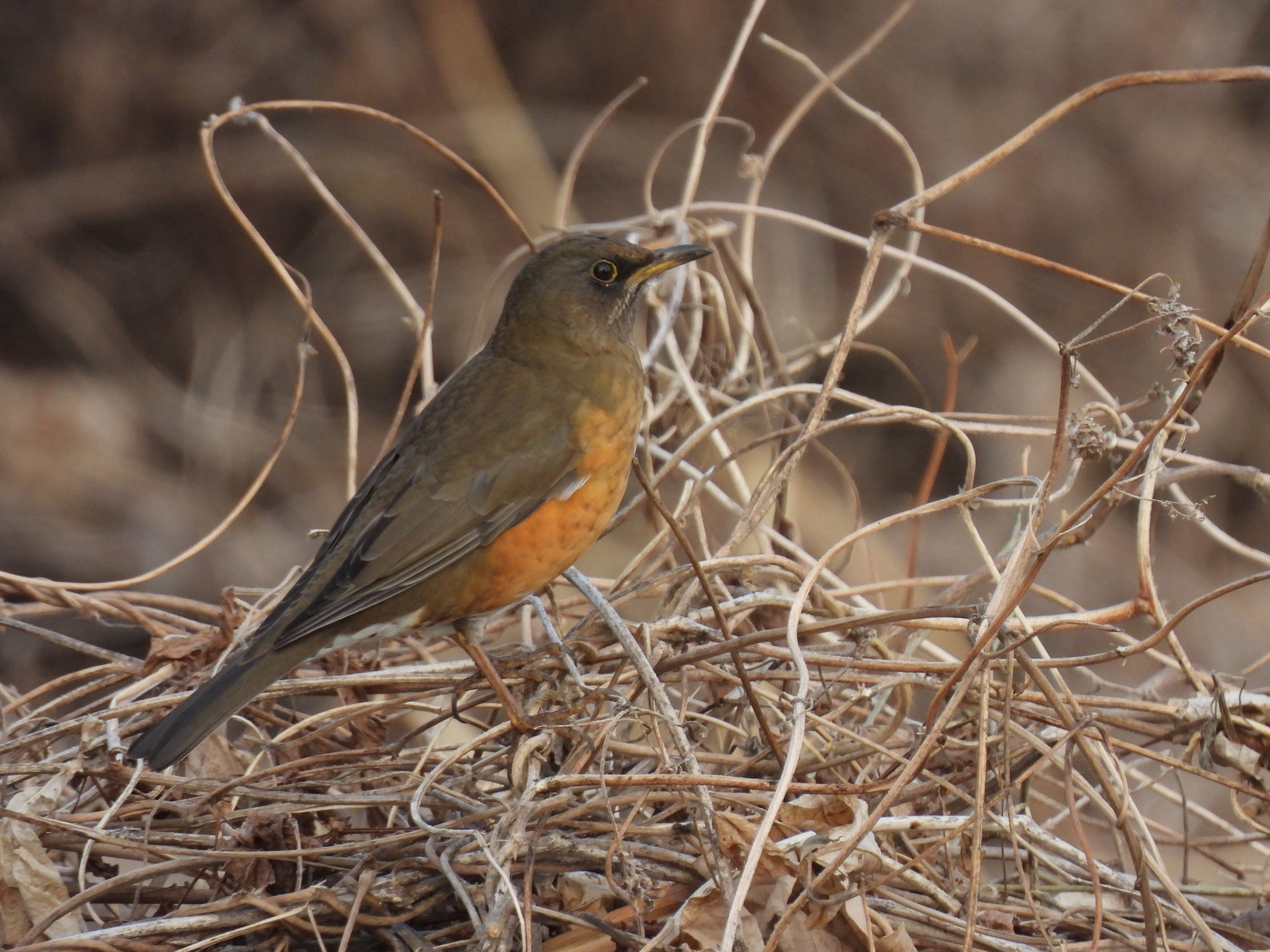 アカハラアイキャッチ