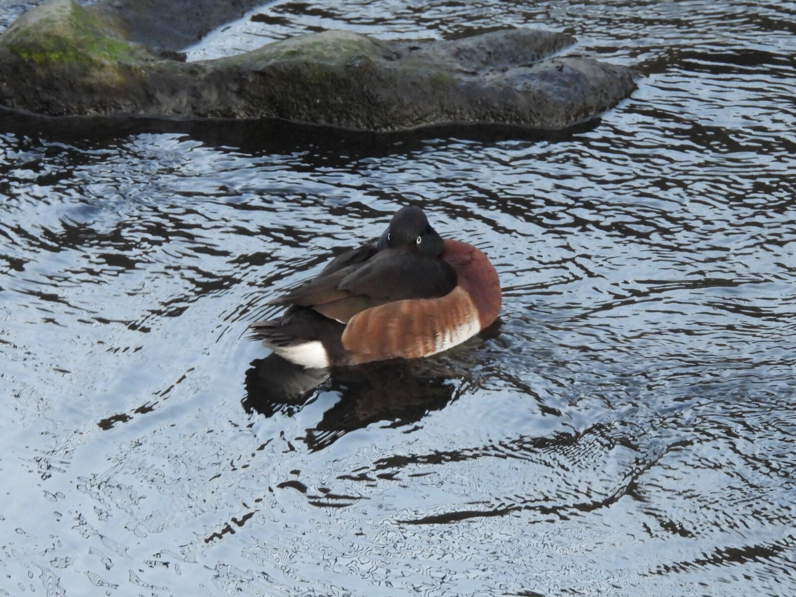 アカハジロ交雑寝る？