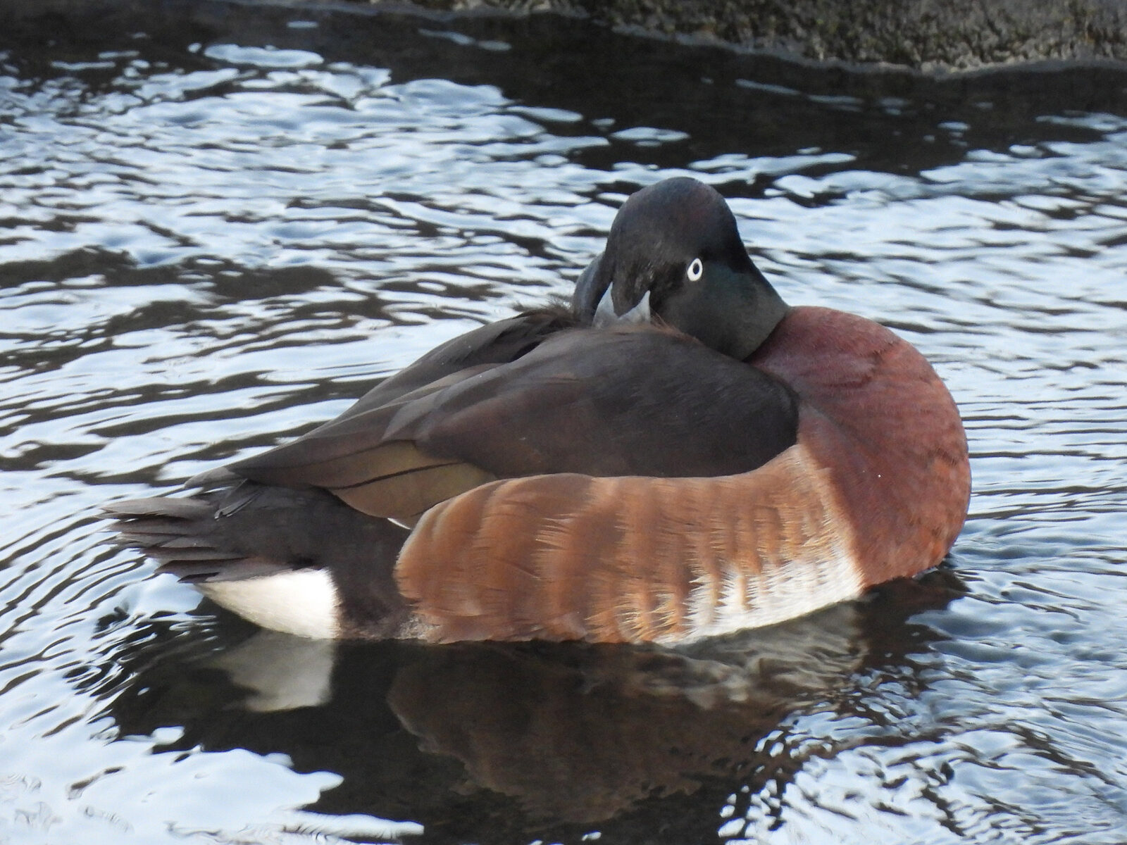 アカハジロ交雑