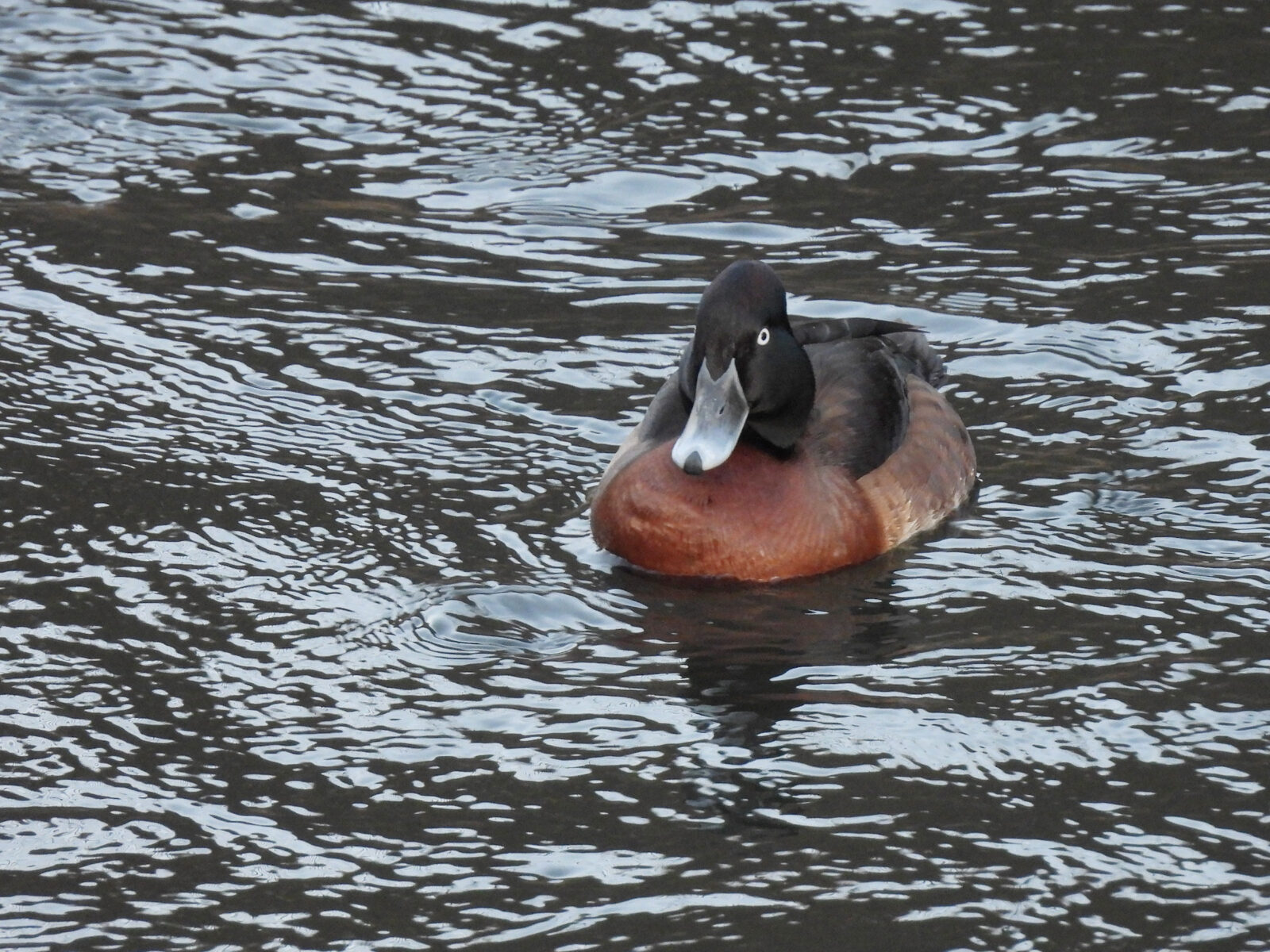 アカハジロ交雑前から