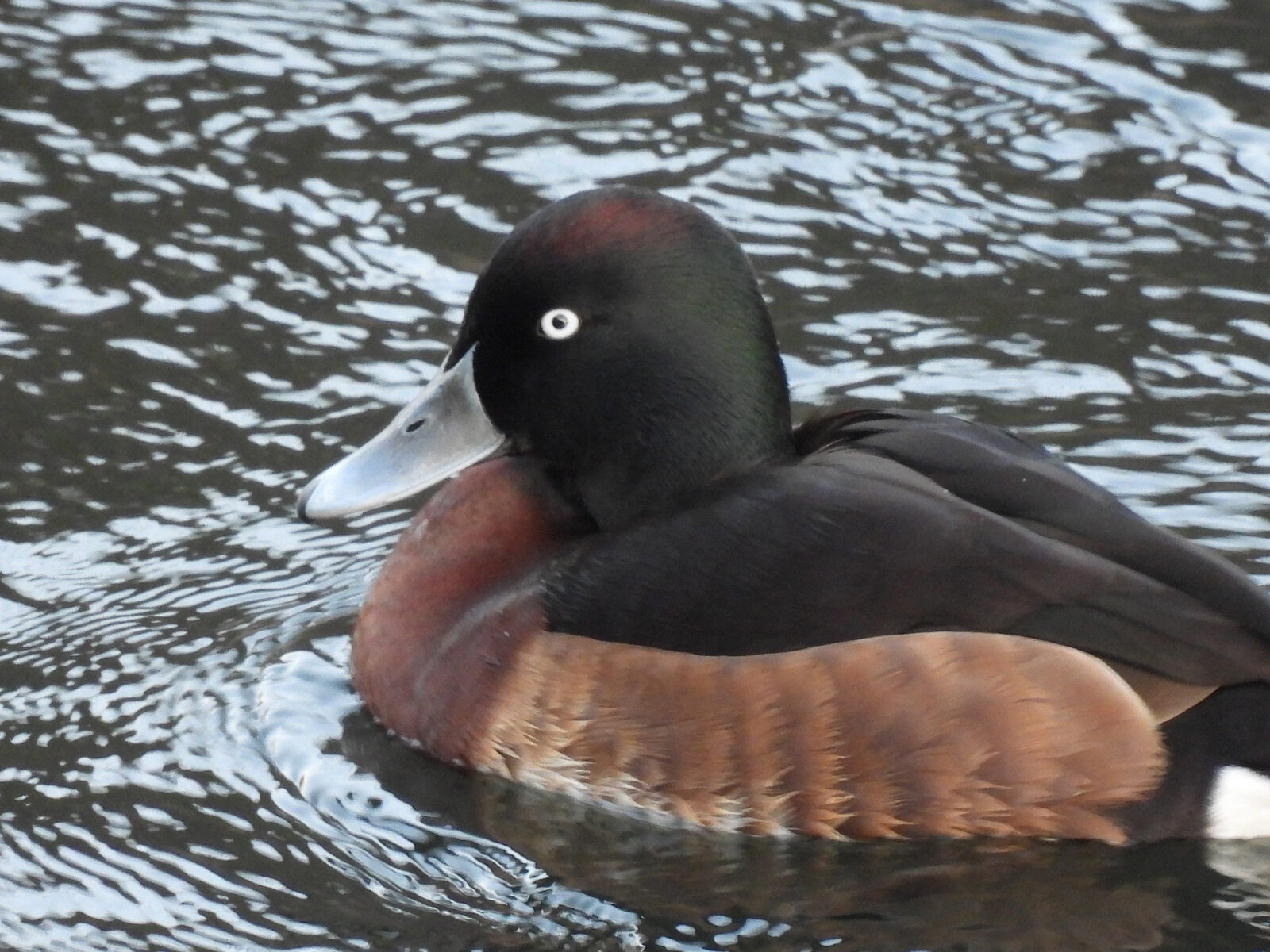 アカハジロ交雑