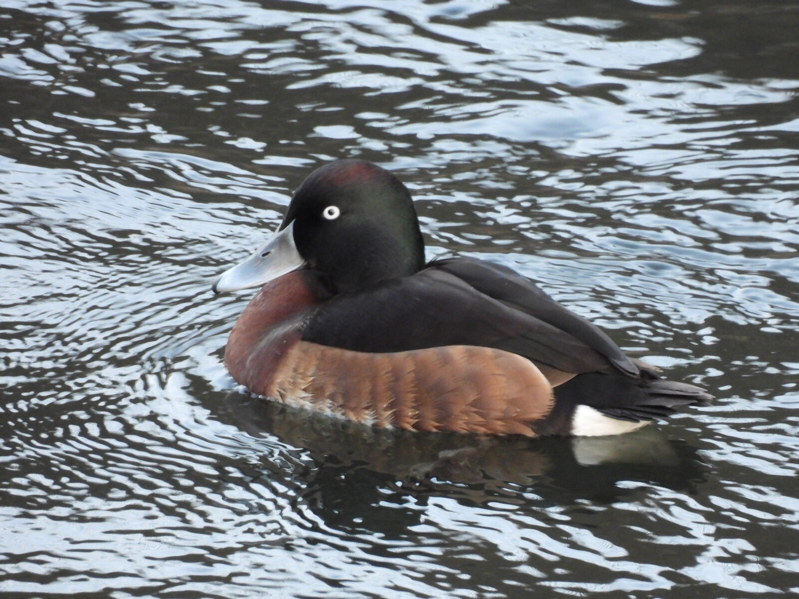 アカハジロ交雑