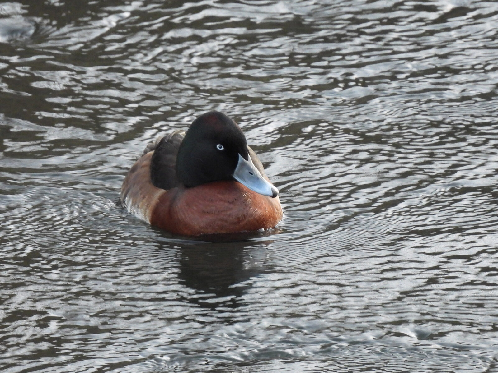 アカハジロ交雑