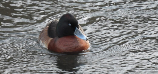 アカハジロ交雑