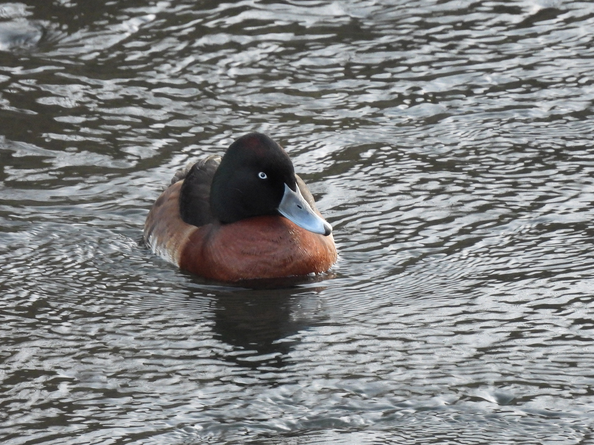 アカハジロ交雑
