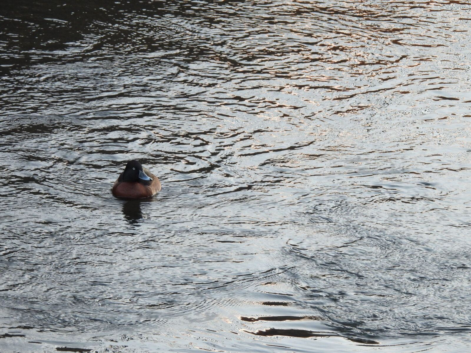 アカハジロ交雑ロング