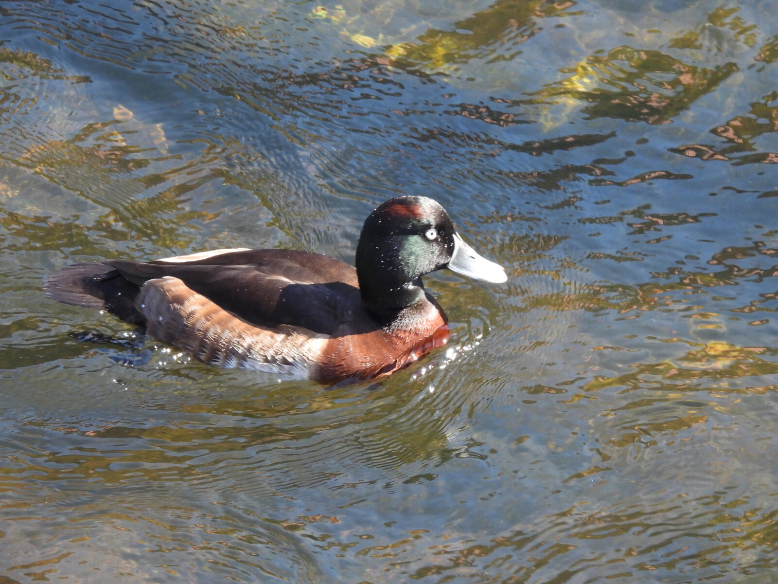 アカハジロ交雑別日に撮影