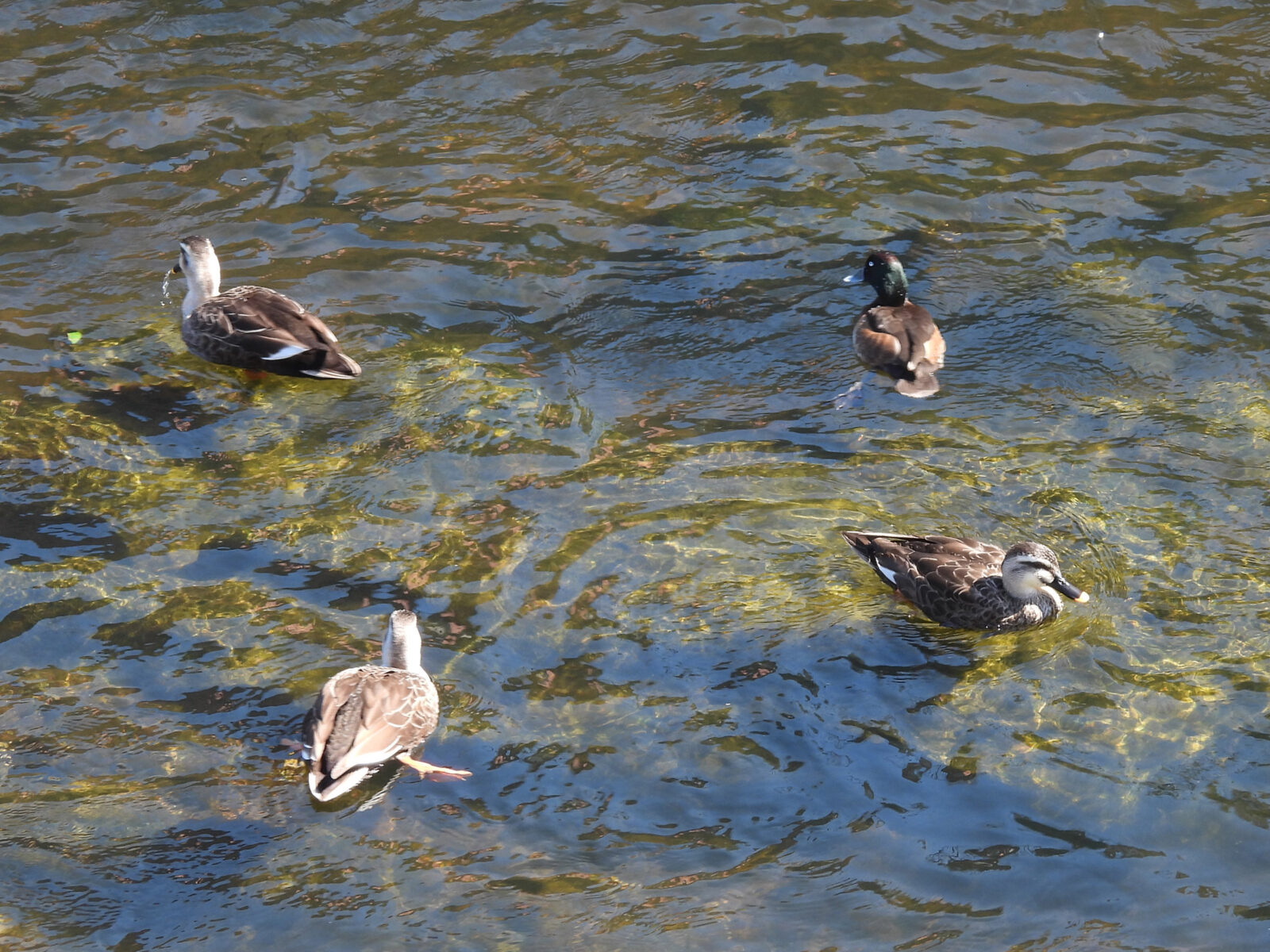 アカハジロ交雑カルガモと一緒に