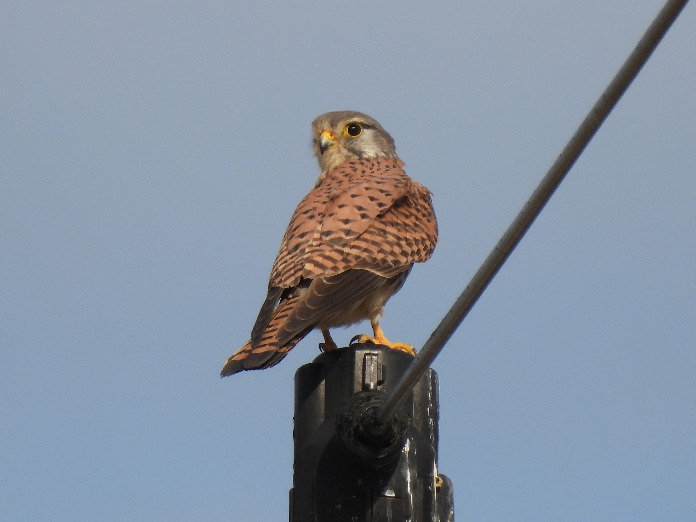 チョウゲンボウ雄