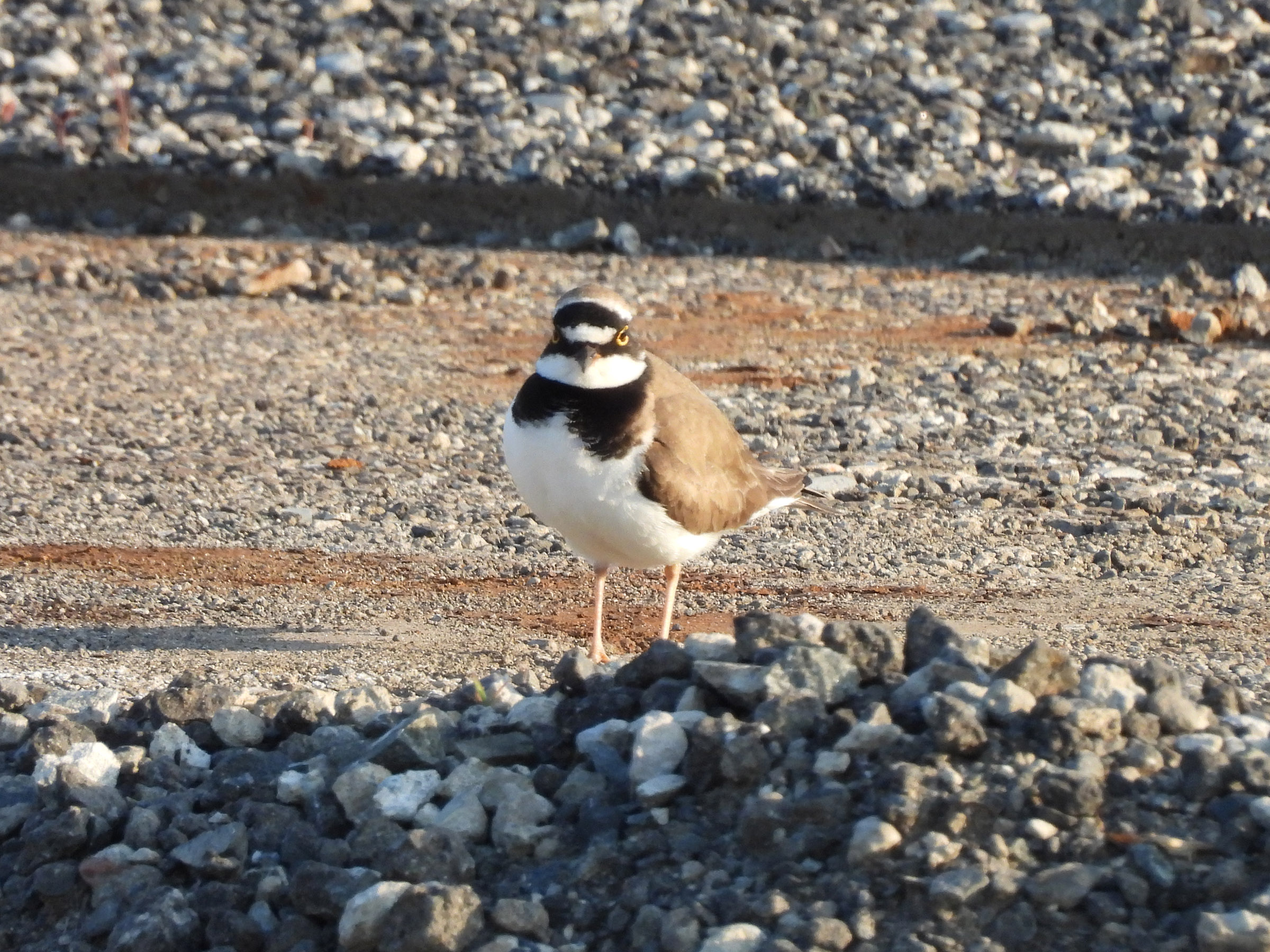 コチドリ親鳥こちらを見る