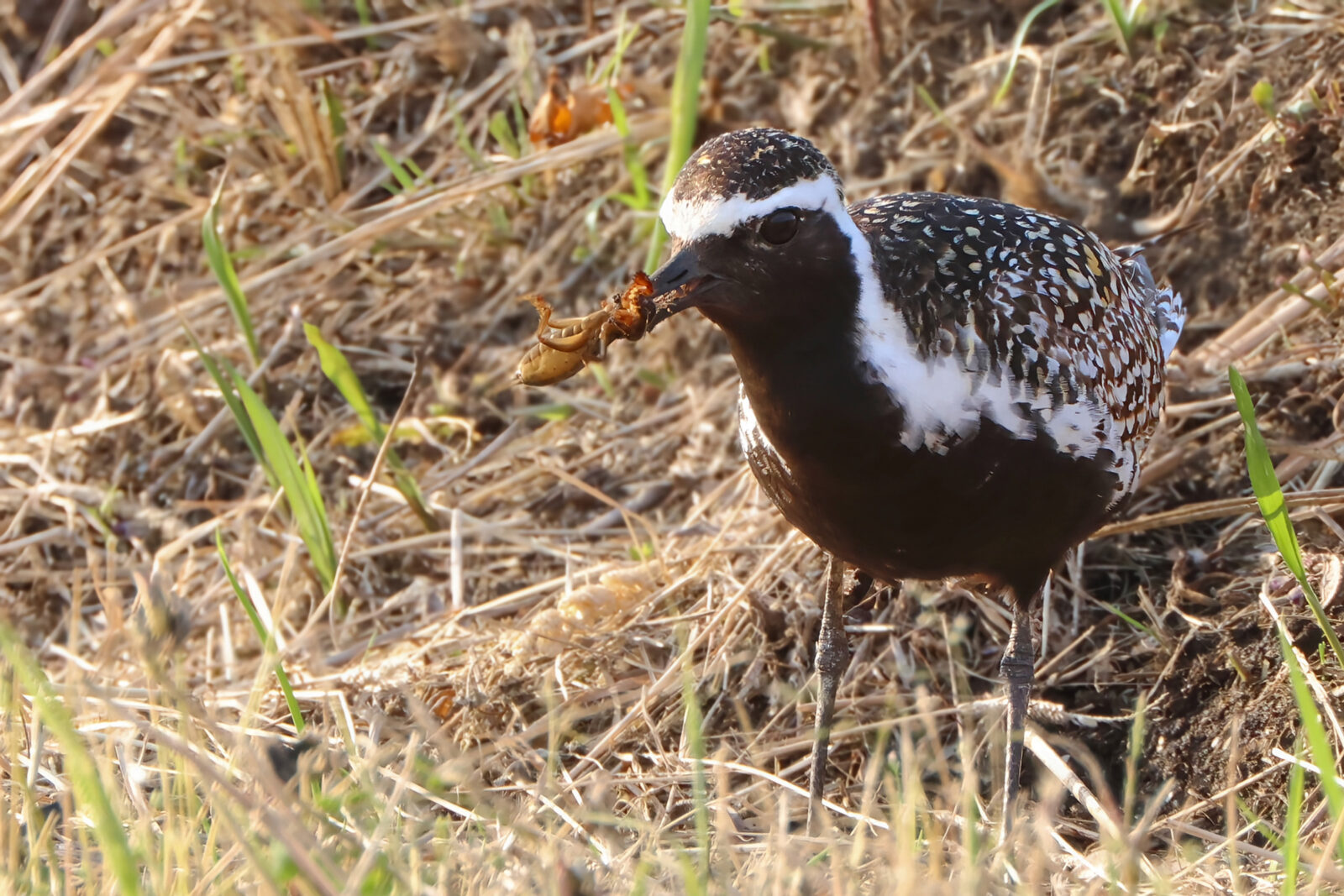 ムナグロ採餌