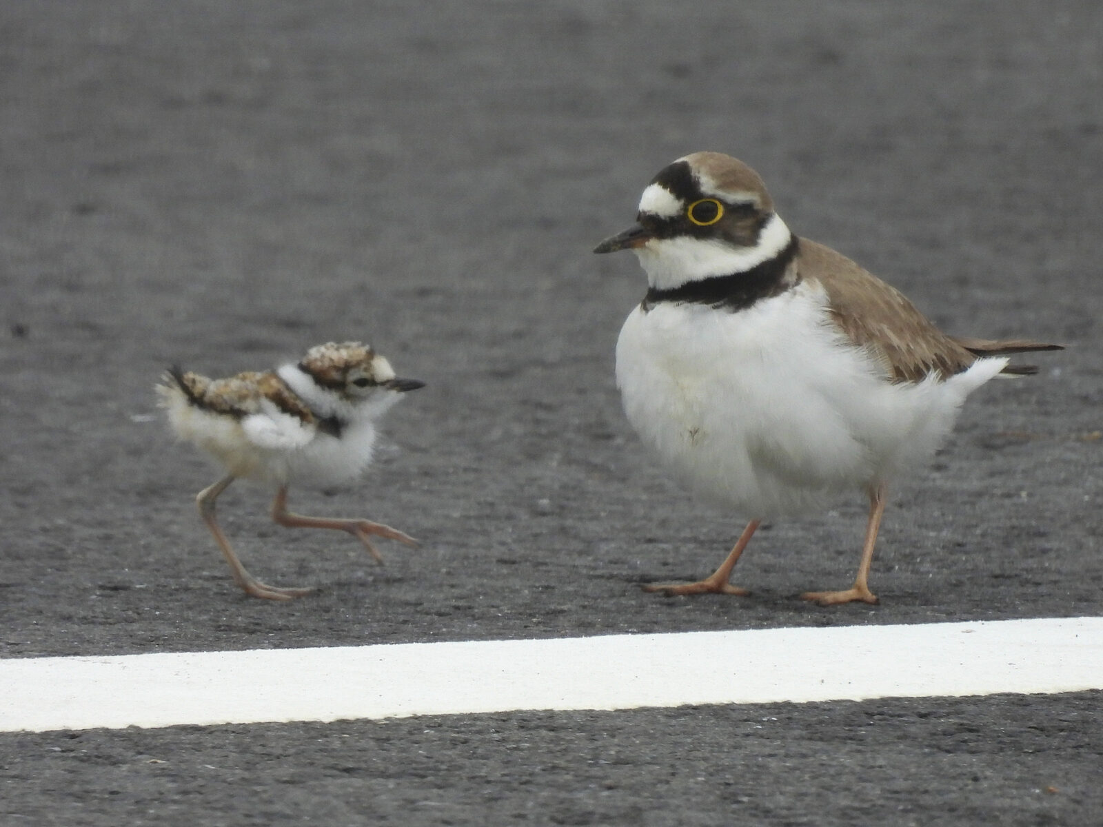 親鳥と雛