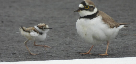 親鳥と雛