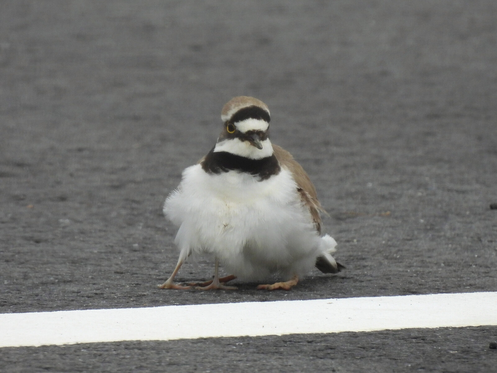 親鳥の下に潜る雛