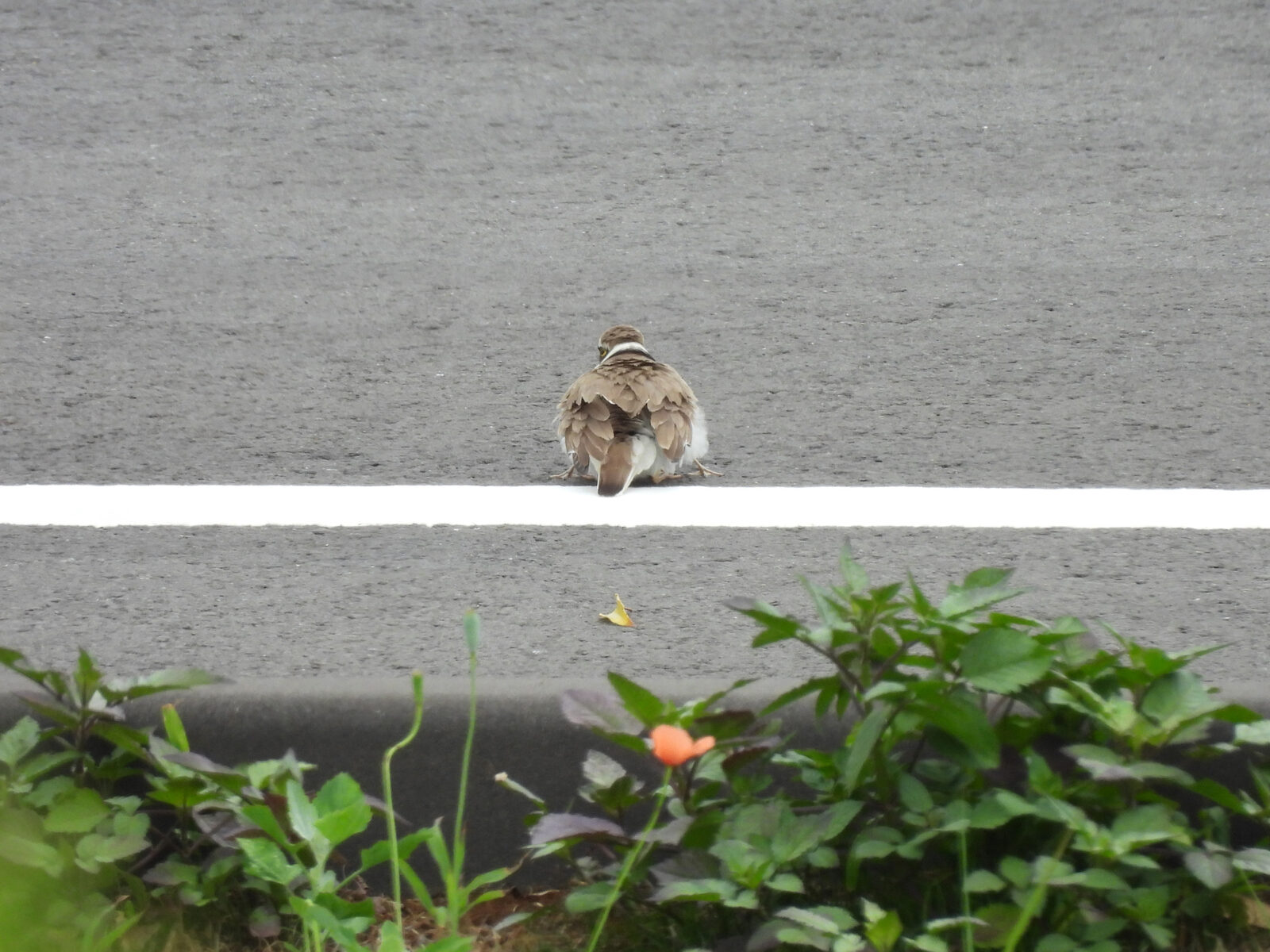 親鳥の下に潜る雛