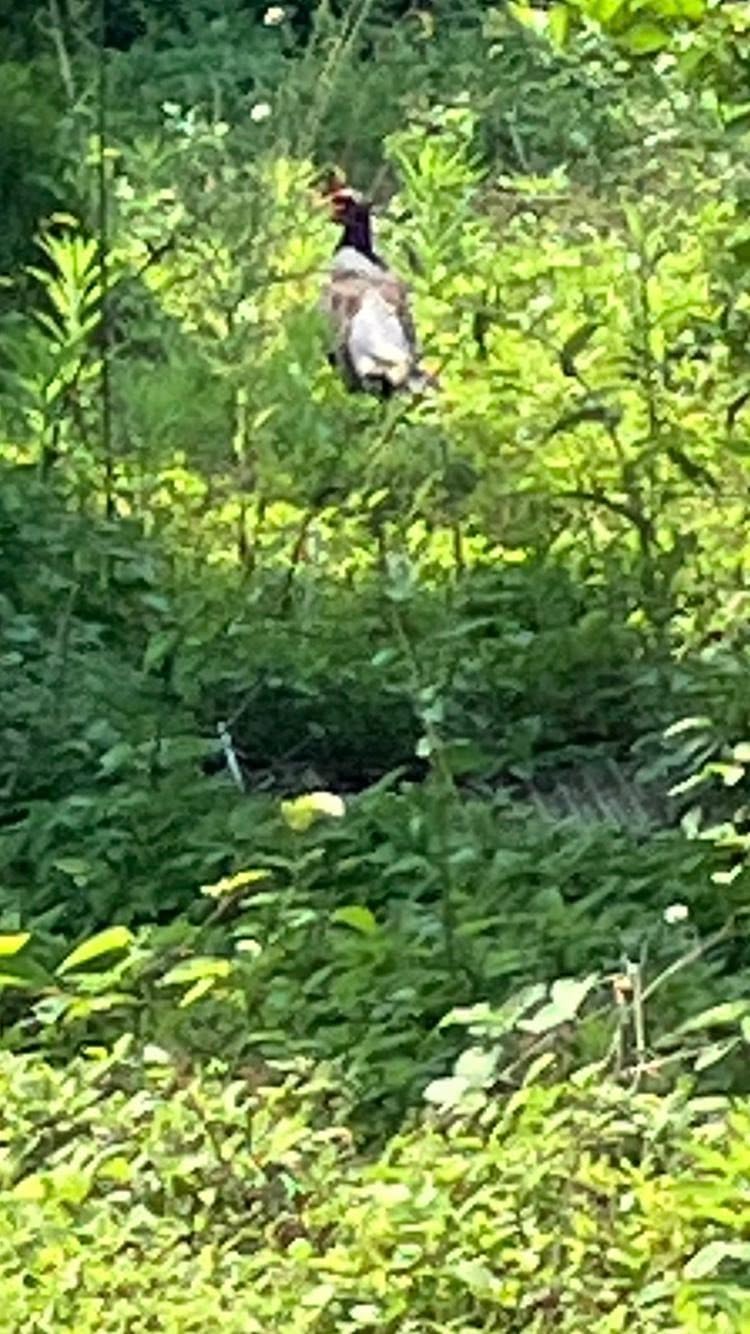 キジ雄