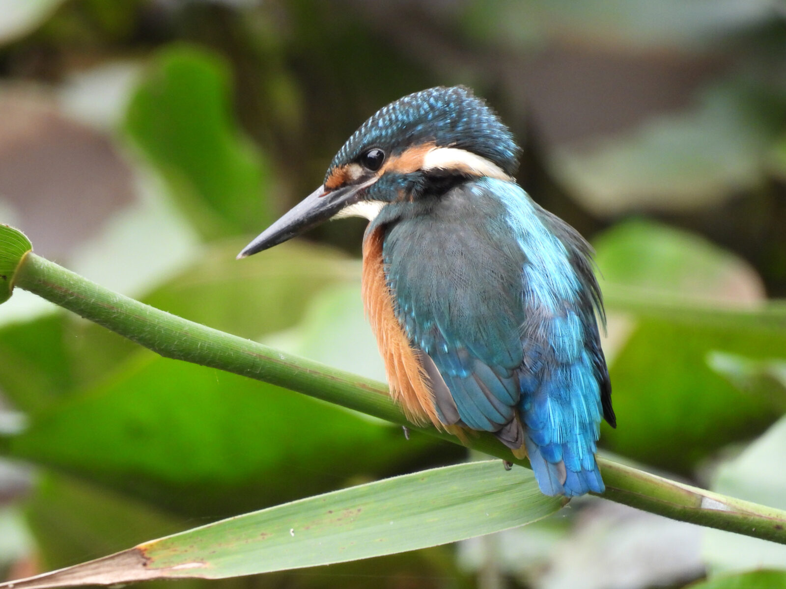 カワセミ雄若鳥