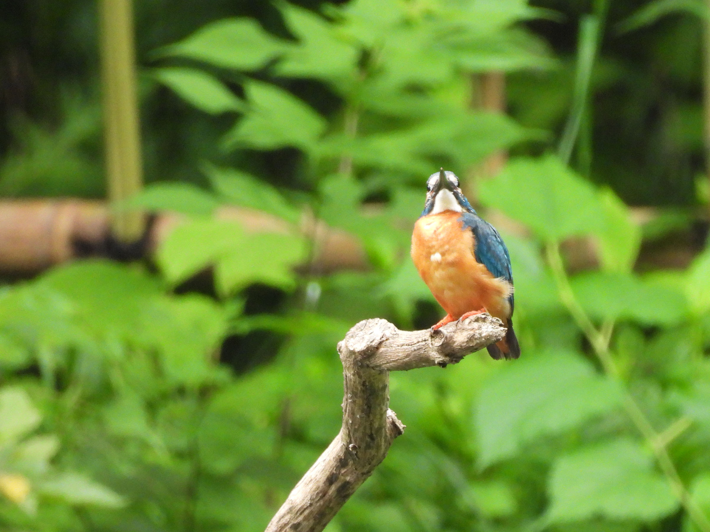 カワセミ成鳥