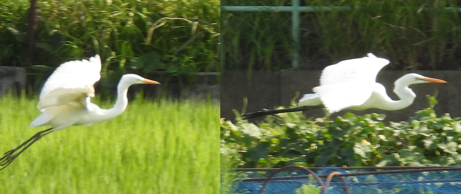 ダイサギとチュウサギ飛翔
